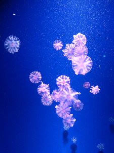 Jellyfishes pink sea animal photo