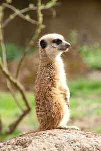 Meerkat zoo nature