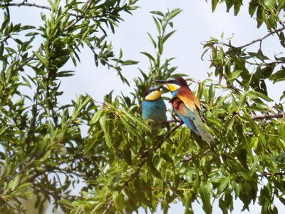 Bird colors abellarol photo