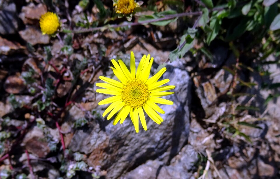Sonela pulicaria wightiana asteraceae