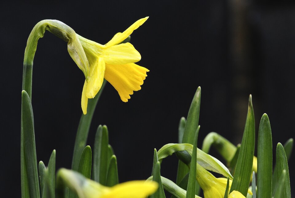 Spring yellow flower plant