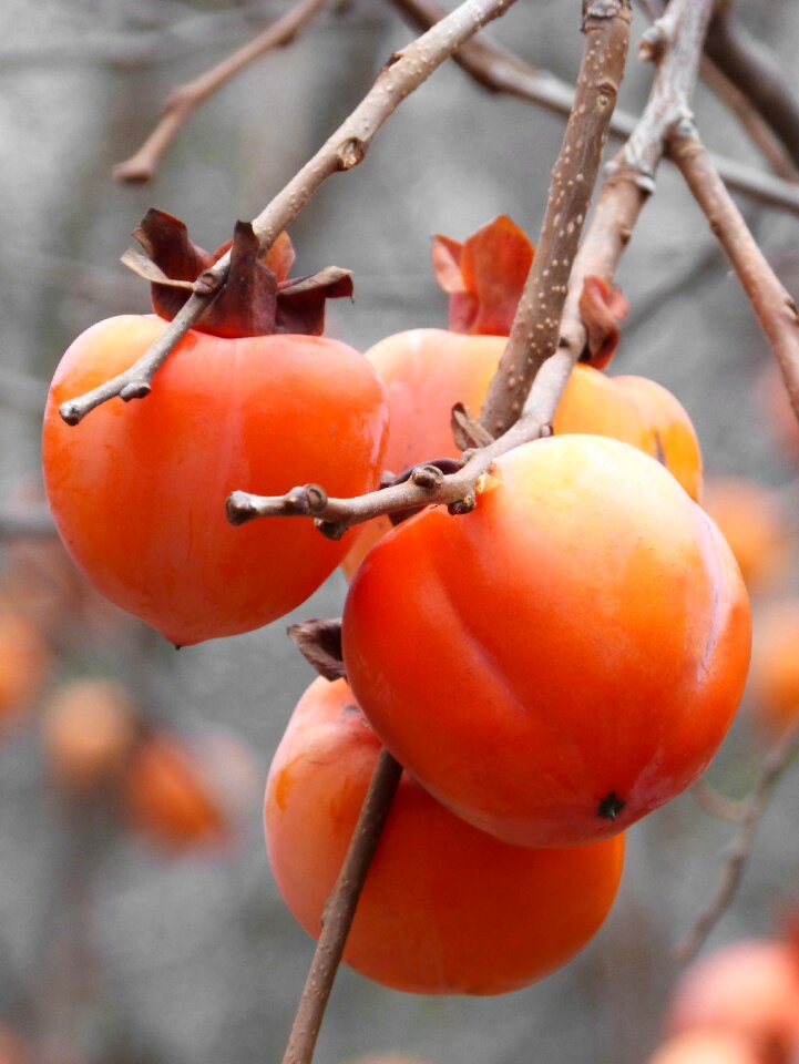 Rosewood fruit autumn
