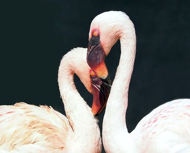 Zoo love romantic