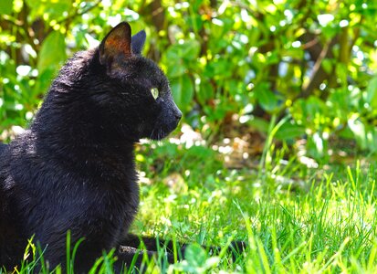 Animal black cat eyes photo