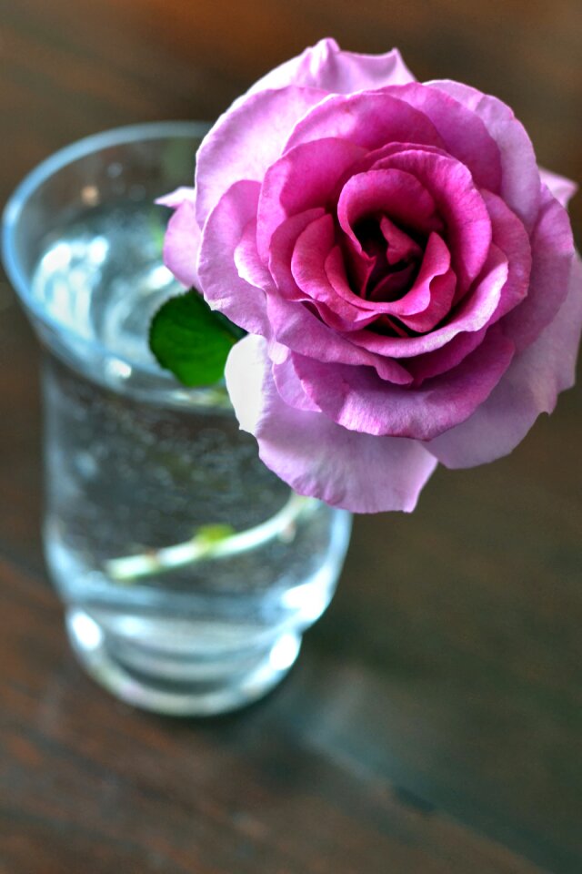 Fragrant flower pot spring