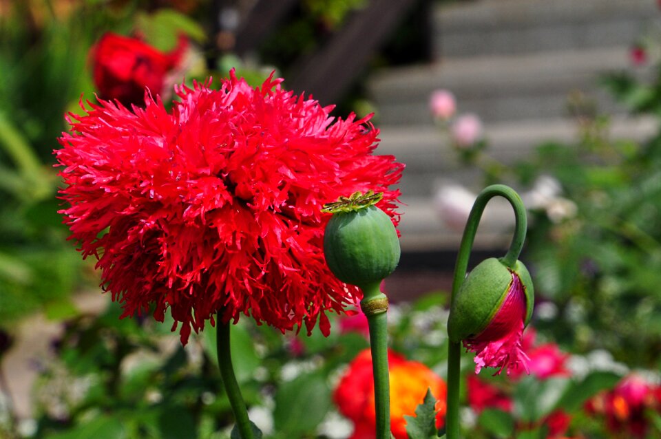 Summer flowers poppies
