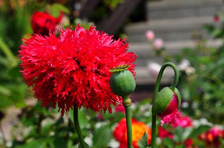 Summer flowers poppies