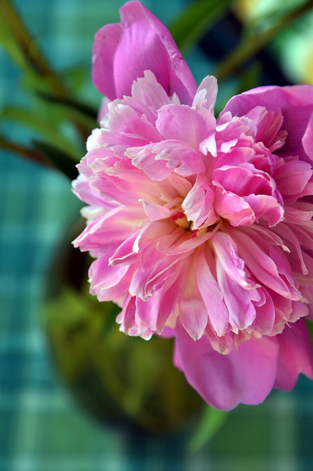 Summer flower garden flower garden