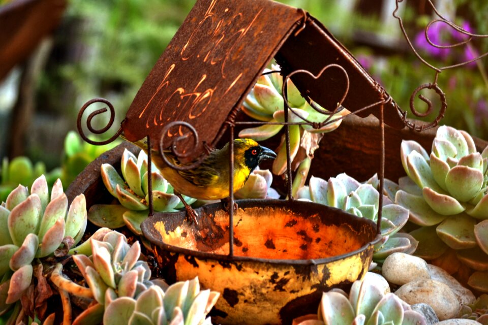 Swallow feeding garden
