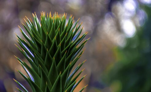 Cactus green nature