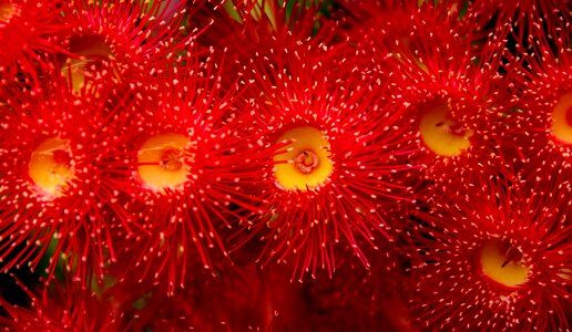 Blossom australian red