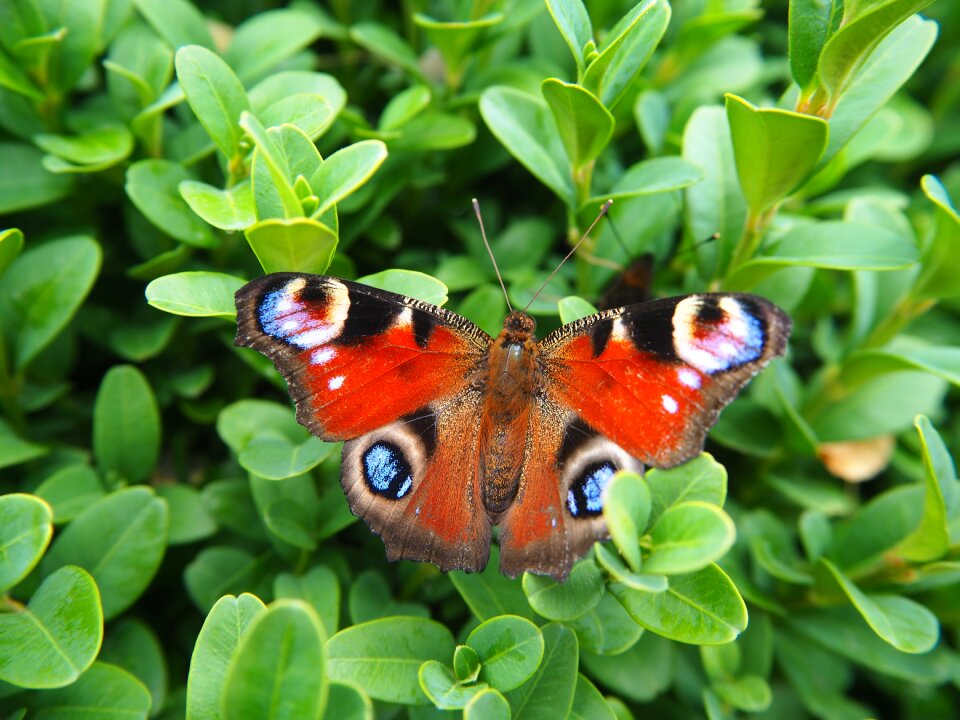 Butterfly nature insect