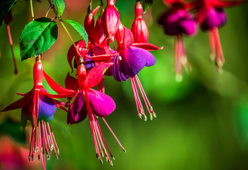 Shrub green pink