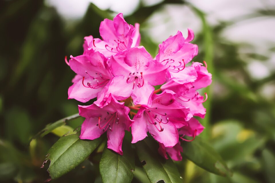 Bloom pink pink flowers