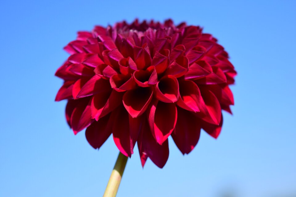 Flower dahlia garden pink