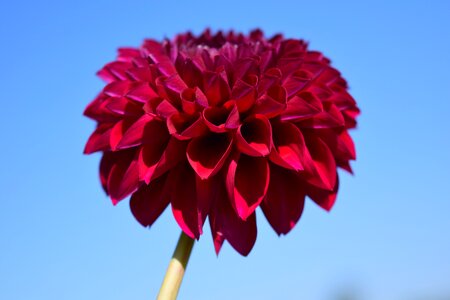 Flower dahlia garden pink