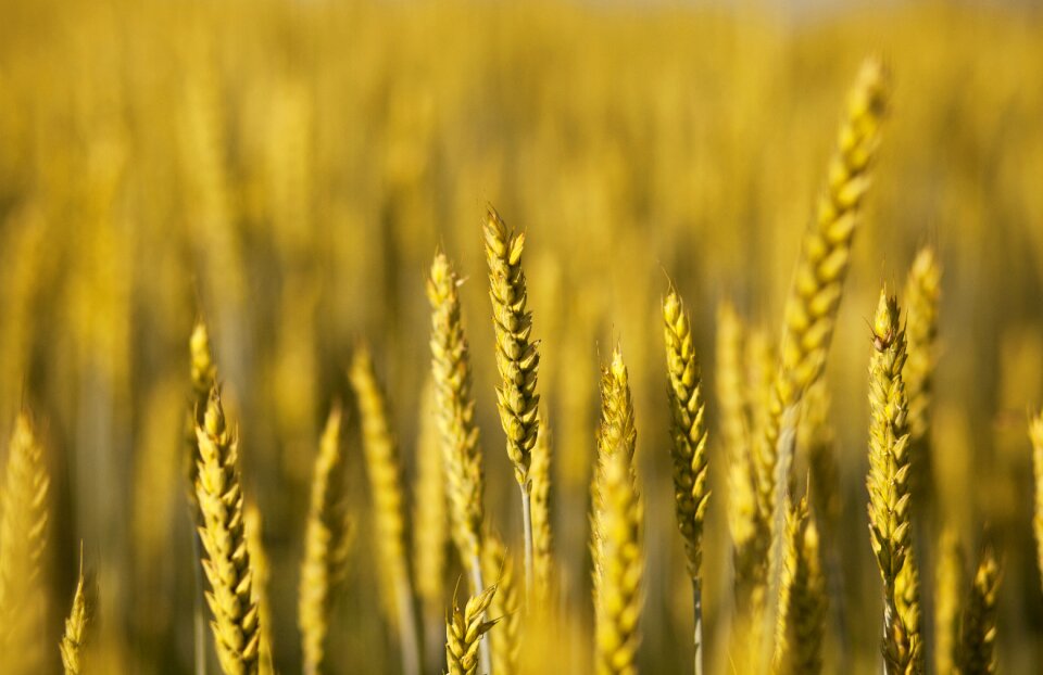 Harvest in wheat field gold