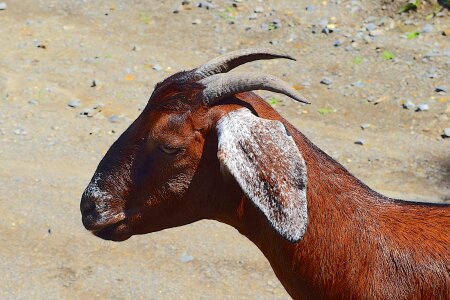 Ears livestock animal