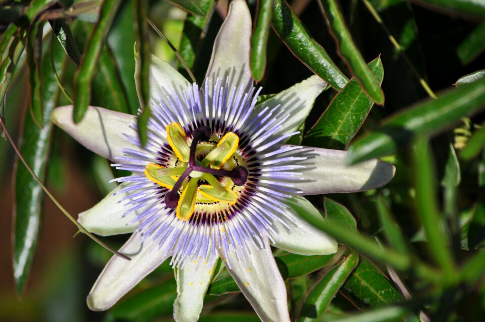 Exotic garden nature