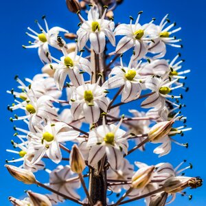 Inflorescence nature plant