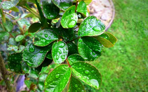 Beaded rain water photo