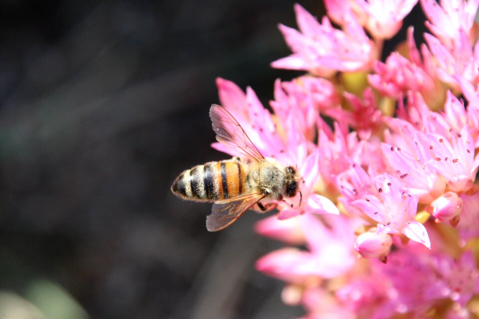 Blossom bloom pollination