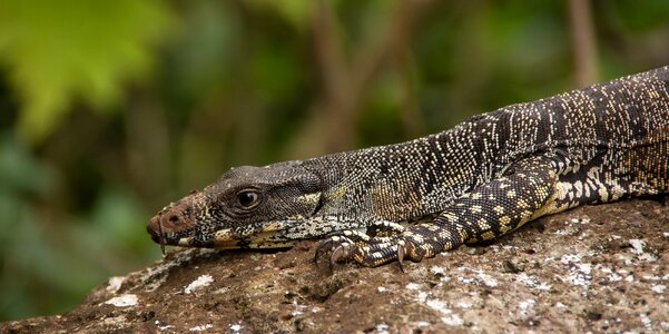Wildlife claws scales
