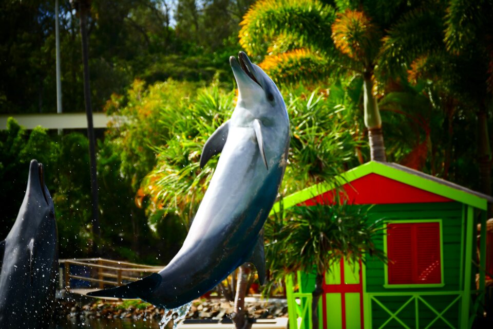 Animal ocean sea photo