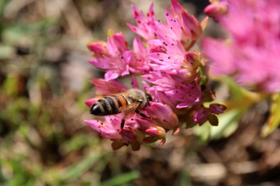 Blossom bloom pollination