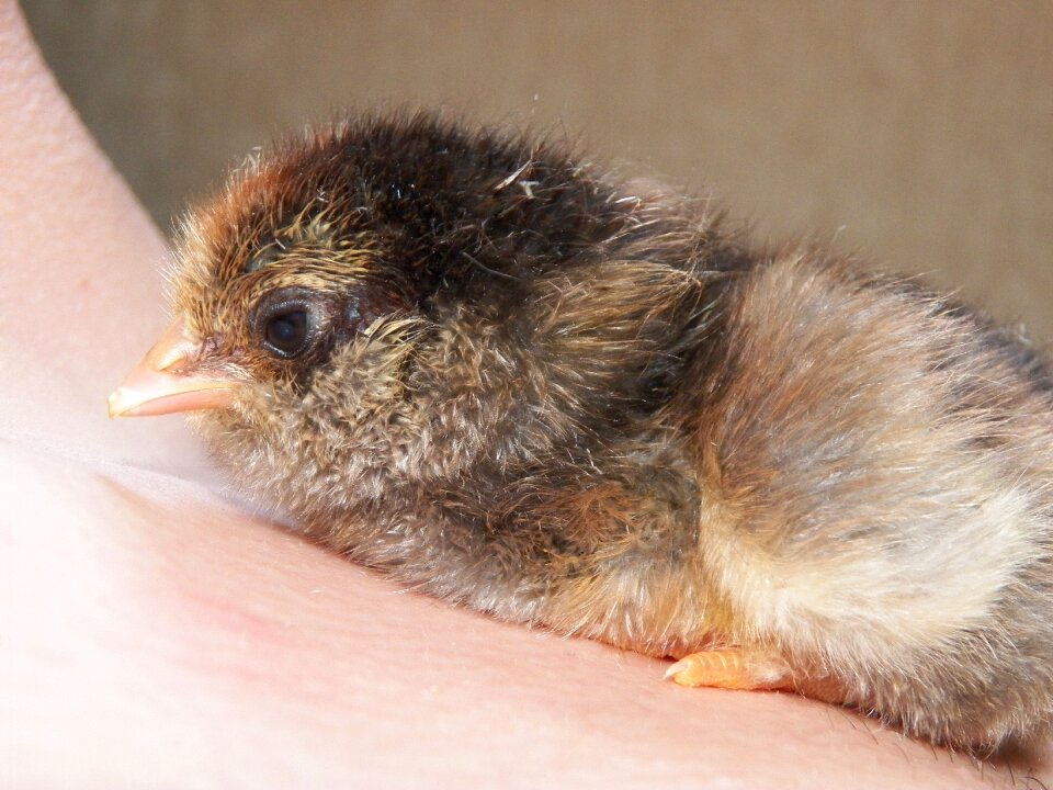 Hatching farm animals poultry photo