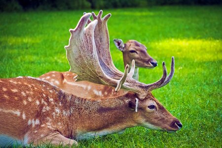 Nature antler animal world photo