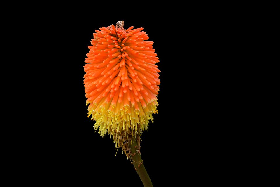 Glow torch flora flower cluster