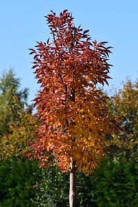 Leaves season nature
