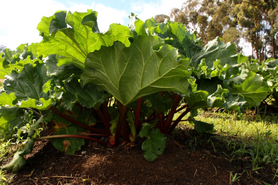 Organic vegetable homegrown