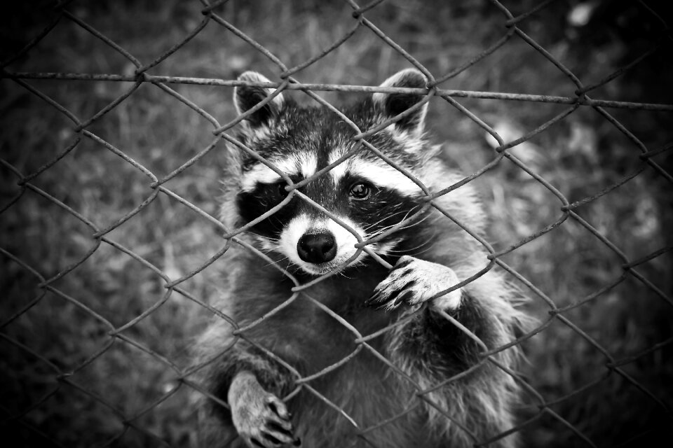 Wildlife park zoo caught