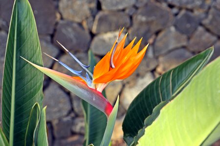 Flower exotic spain