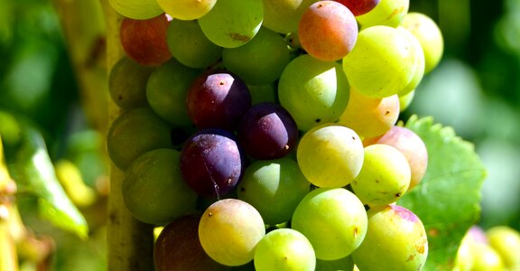 Henkel grape close up