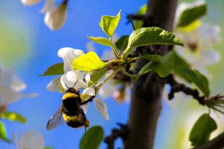 Nature bumblebee flower photo
