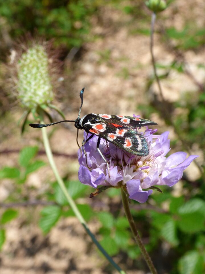 Gitaneta wild flower libar