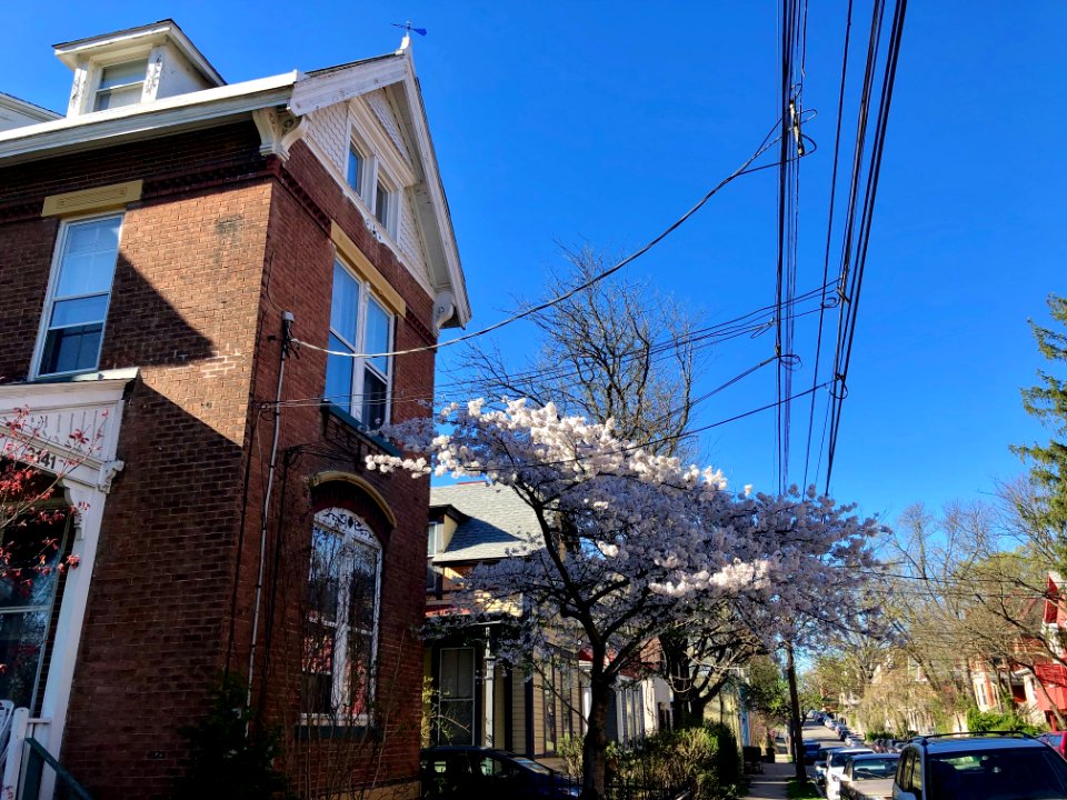 Blossoming Tree, Bishop Street, Corryville, Cincinnati, OH… 