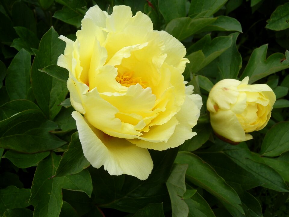 Flowers in the early summer huang