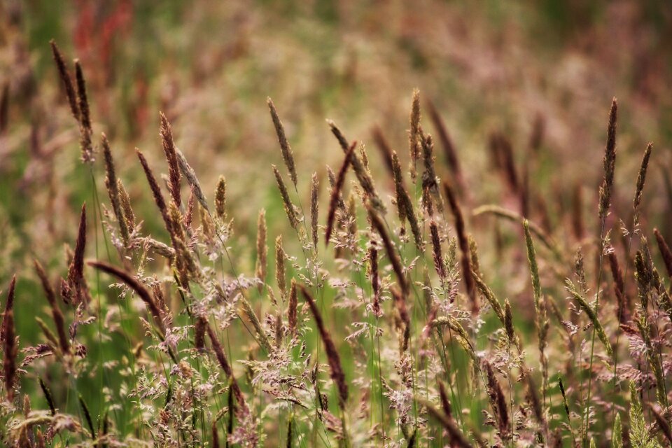 Green grass landscape