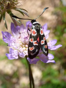 Gitaneta wild flower libar