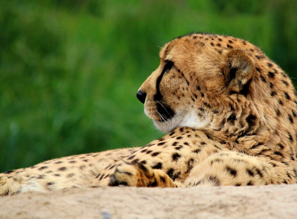 Wildlife nature wild