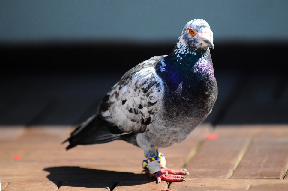 Pigeon bird animal photo