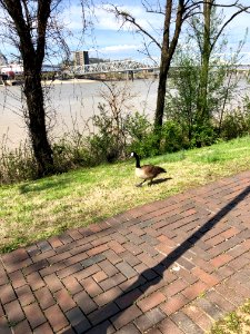 Overly Aggressive Goose, Licking Riverside, Covington, KY 