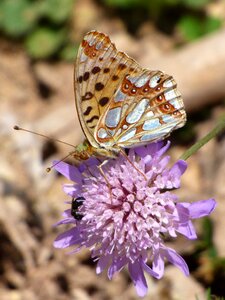 Detail melitaea deione damer dels conillets photo