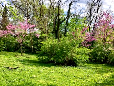 Burnet Woods, Clifton, Cincinnati, OH 
