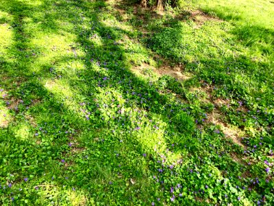 Burnet Woods, Clifton, Cincinnati, OH 
