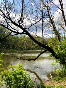 Lake, Burnet Woods, Clifton, Cincinnati, OH 